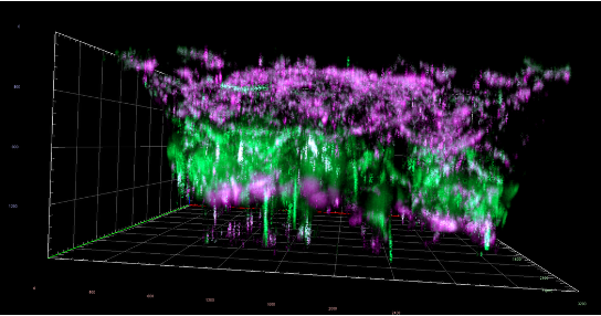 Immune organoid fluorescence micrograph